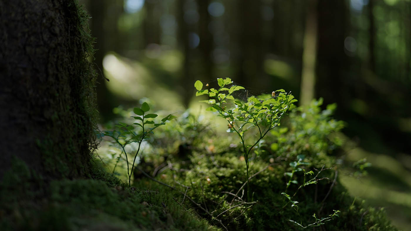 Emerging plant growth